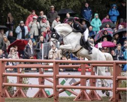 jumper Celine 271 (Hanoverian, 2014, from Cristallo I)