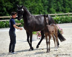 Pferd Stute von Baccardi / Spirit of Westfalia (Westfale, 2016, von Baccardi)