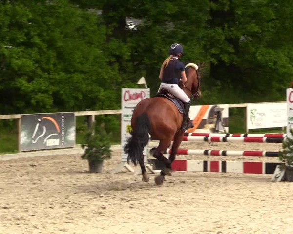 Reitturnier Kropp 2023