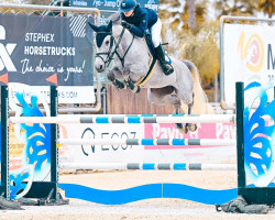 Springpferd Feria de la Perrière (Selle Français, 2015, von Mylord Carthago)