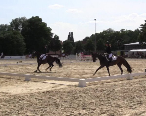 Reitturnier Everswinkel 2023