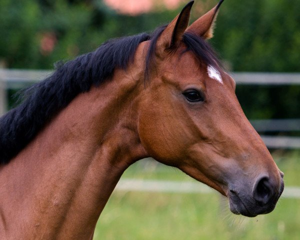 Broodmare Vegas 48 (Hanoverian, 2007, from Valentino)