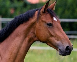broodmare Vegas 48 (Hanoverian, 2007, from Valentino)