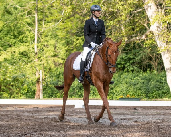 broodmare Ariane P 3 (German Sport Horse, 2014, from DSP Araldik) broodmare Ariane P 3 (German Sport Horse, 2014, from DSP Araldik)