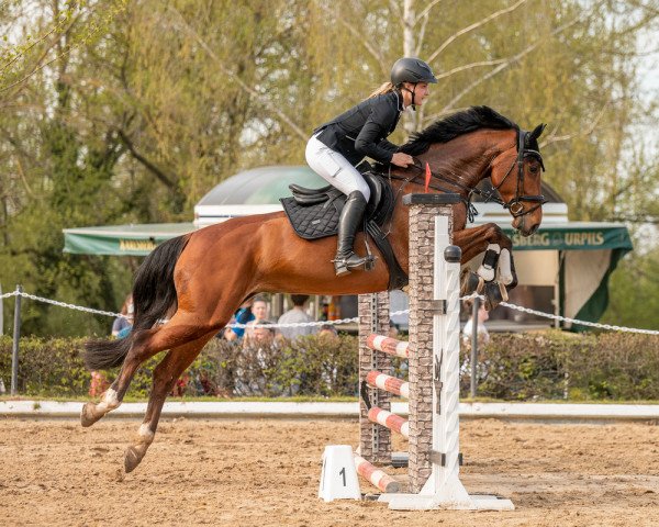 jumper Cassolina (Holsteiner, 2018, from Cassin 2)