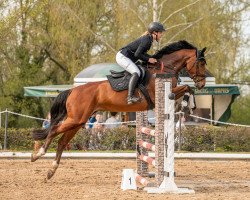 jumper Cassolina (Holsteiner, 2018, from Cassin 2)