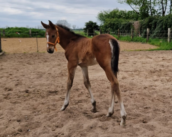 horse Soraya (German Warmblood, 2023, from SIXPACK 11)