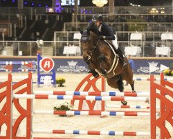 jumper Noria vd Donkhoeve (Belgian Warmblood, 2013, from Contador)