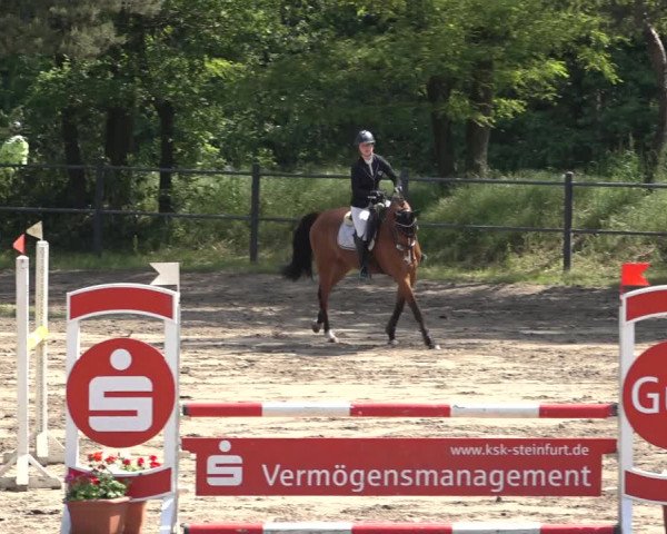 Reitturnier Mettingen 2023