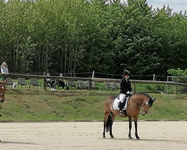dressage horse Guiseppe Verdi (German Riding Pony, 2007, from FS Golden Moonlight)