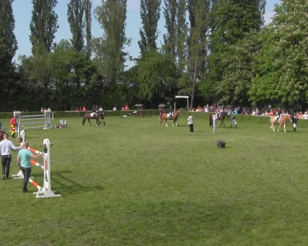 Reitturnier Westeregeln 2023