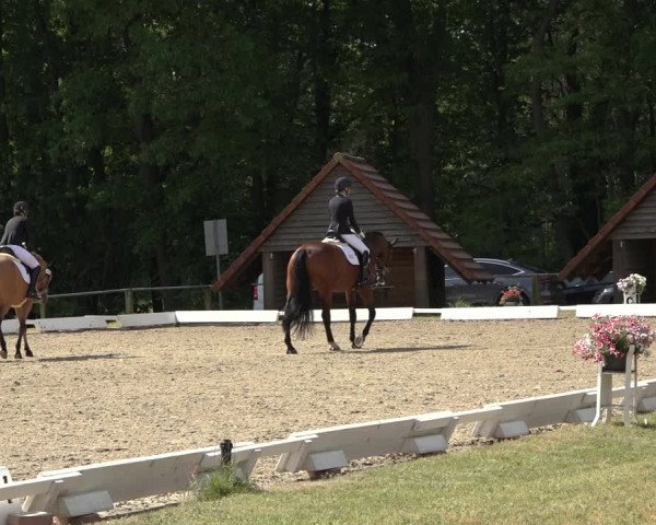 Reitturnier Mettingen 2023