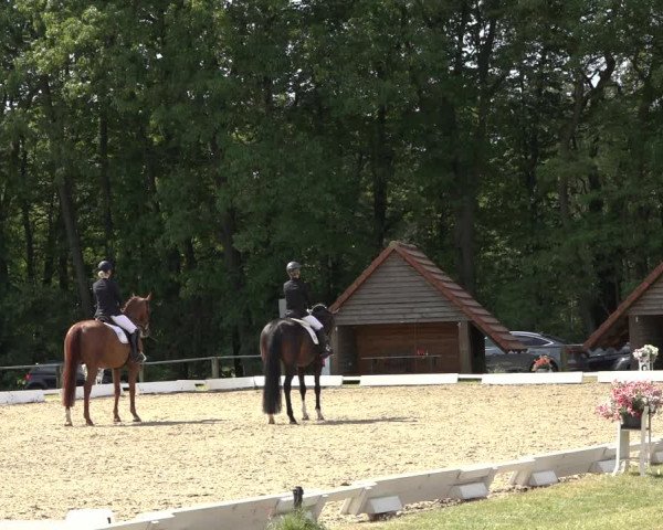 Reitturnier Mettingen 2023