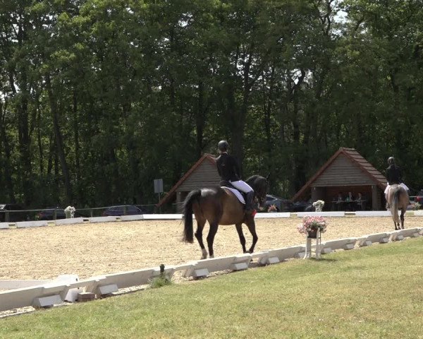 Reitturnier Mettingen 2023