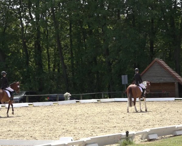 Reitturnier Mettingen 2023