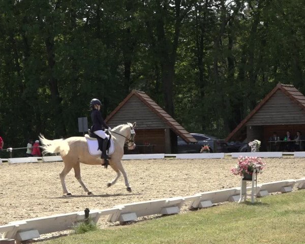 Reitturnier Mettingen 2023