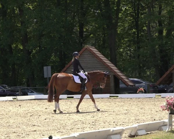 Reitturnier Mettingen 2023
