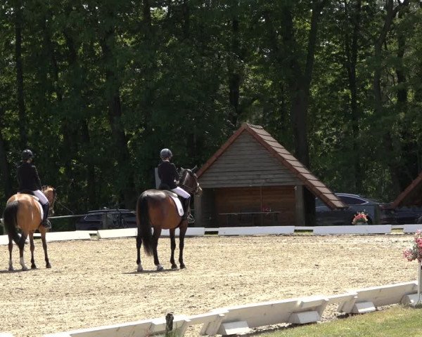 Reitturnier Mettingen 2023