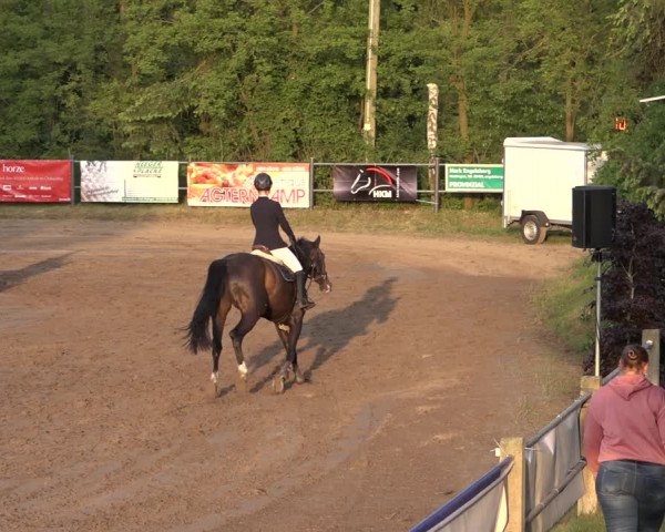 Reitturnier Mettingen 2023