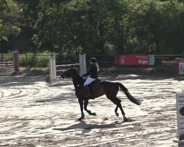 Reitturnier Mettingen 2023