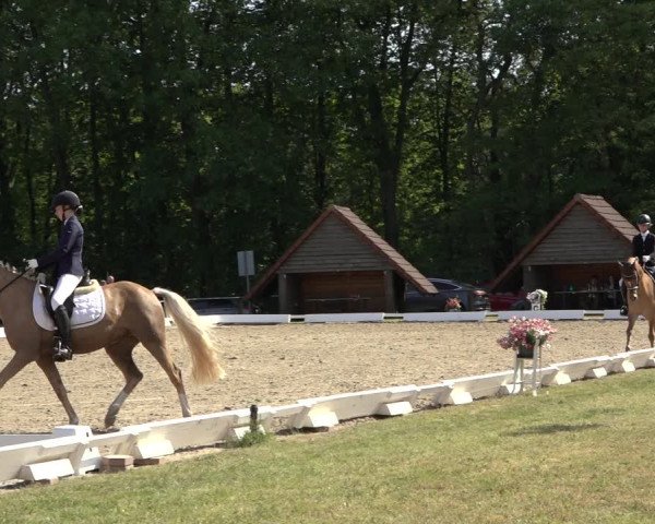 Reitturnier Mettingen 2023