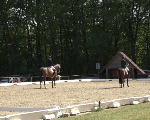 Reitturnier Mettingen 2023