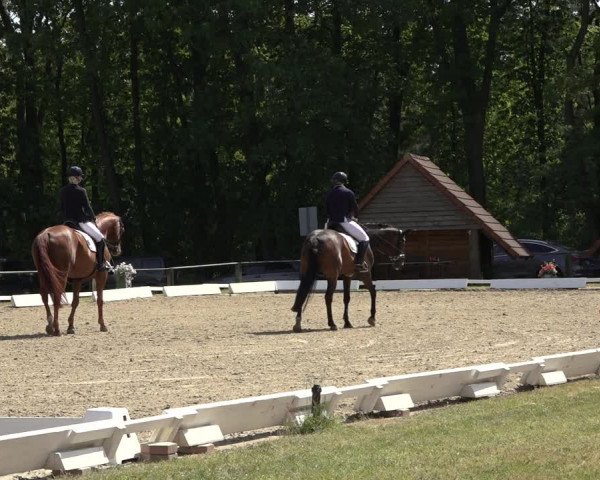 Reitturnier Mettingen 2023