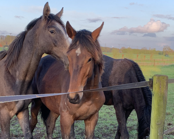 Pferd Florin de Saint-Aulaire (Westfale, 2022, von Forlee)