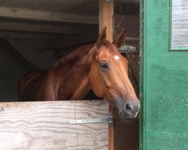 dressage horse Figaro (KWPN (Royal Dutch Sporthorse), 2010, from Jazz)