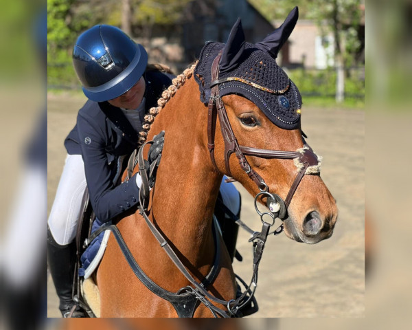 Springpferd Carello's Cathy (Deutsches Reitpony, 2018, von Top Carello)