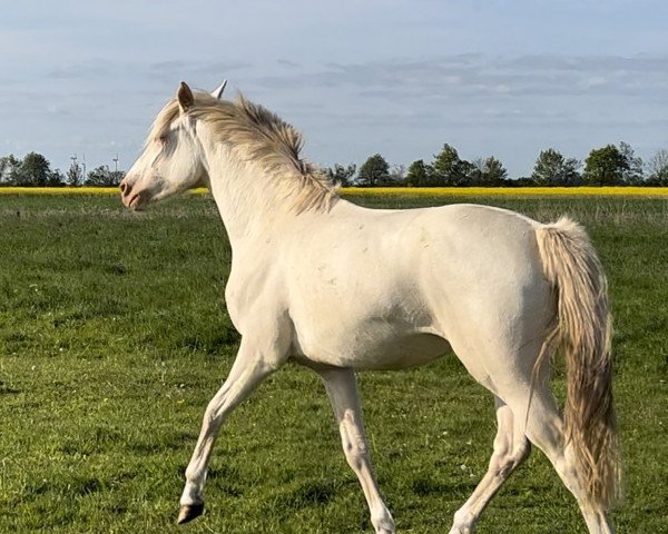 horse Mazikeen vom Haimoordeich (German Riding Pony, 2021, from Double Cream)
