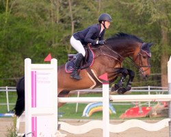 Springpferd Catokio 3 (Holsteiner, 2012, von Catoki)