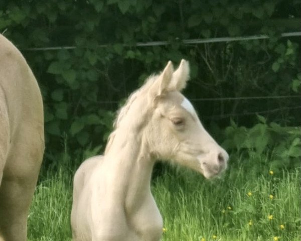 horse Wert‘s Sunnys Surprice (German Riding Pony, 2023, from Dreidimensional AT NRW)