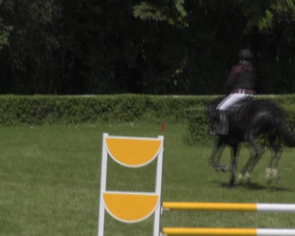 Reitturnier Westeregeln 2023