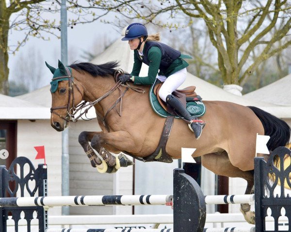 jumper Clintamo (Hanoverian, 2009, from Clinton H)