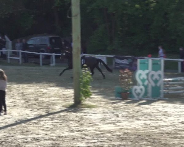 Reitturnier Siegen-Weidenau 2023