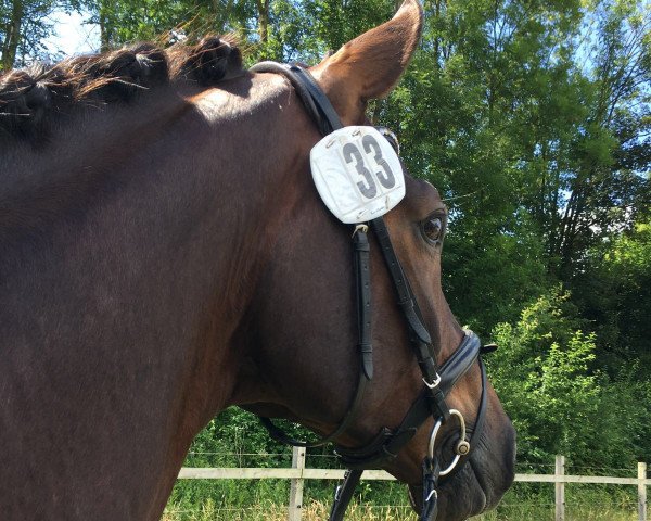 dressage horse Baumann's Flambeau (Westphalian, 2010, from Fifty Cent)