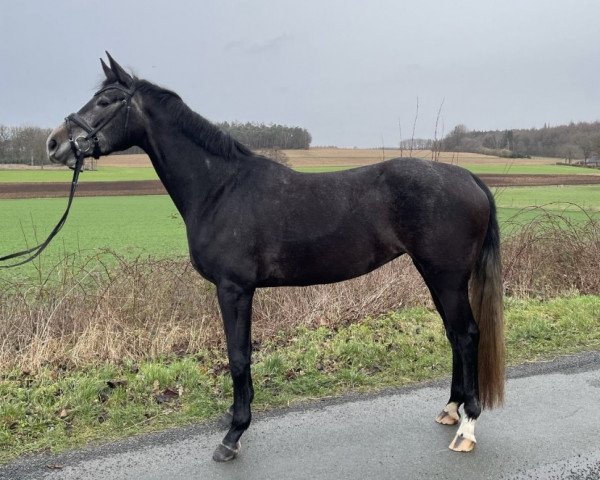 Springpferd Belvina (Oldenburger, 2019, von Benefit) Springpferd Belvina (Oldenburger, 2019, von Benefit)