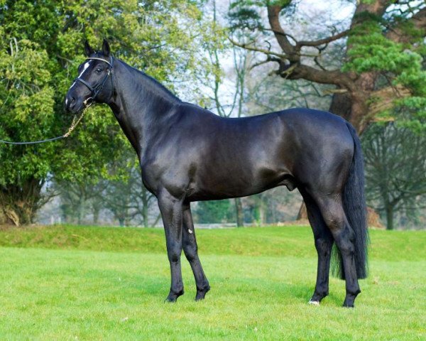 stallion Future Trend (Oldenburg, 2000, from I Need You)