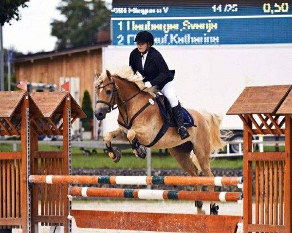 jumper Waldprinz (Edelbluthaflinger, 2016, from Wintersturm)