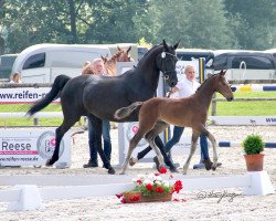 stallion Elvis 351 (Westphalian, 2021, from Estobar NRW)