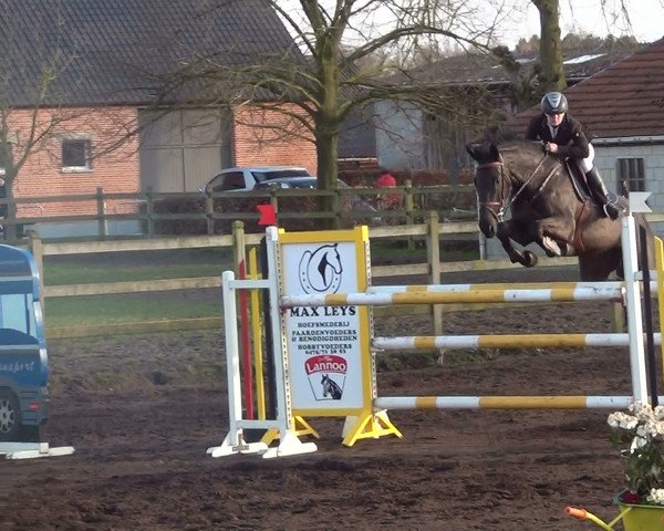 broodmare Krea Forlani Z (Zangersheide riding horse,  , from Kreator xx)
