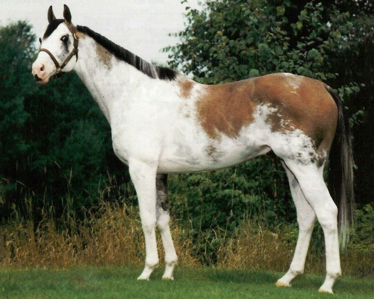stallion Puchilingui xx (Thoroughbred, 1984, from Native Royalty xx)