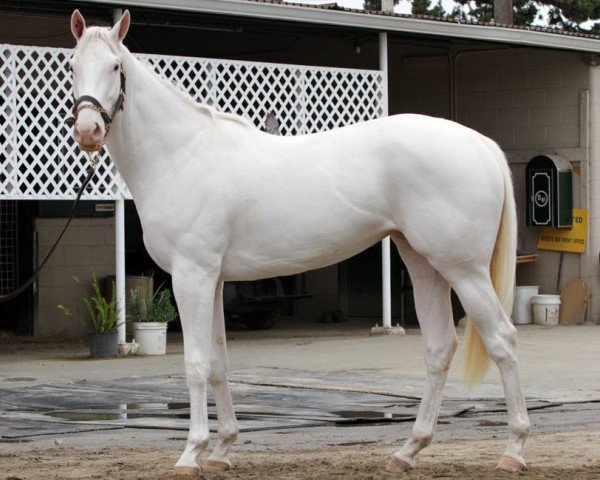 broodmare Passionforfashion xx (Thoroughbred, 2013, from Old Fashioned xx)
