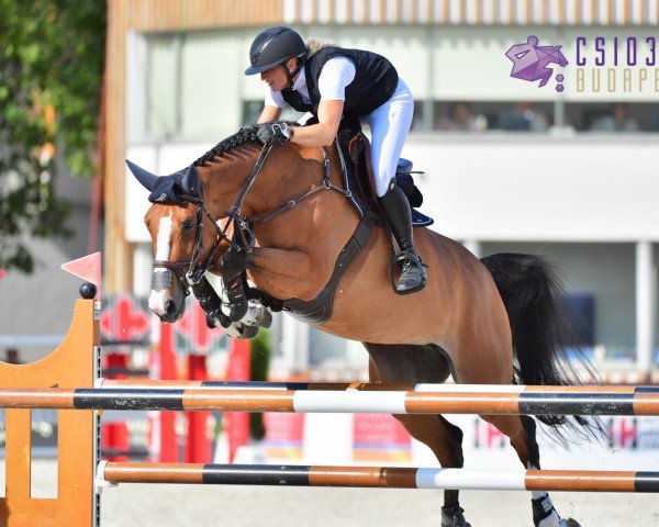 Zuchtstute Boa Sb (Westfale, 2013, von Balou du Rouet)