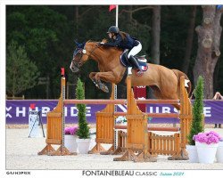 jumper Balzane des Roches (Selle Français, 2011, from Balou du Rouet)