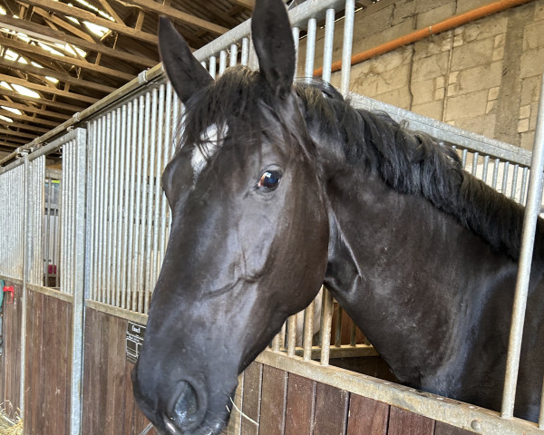 Pferd Evanelle (KWPN (Niederländisches Warmblut), 2018, von Elion V)