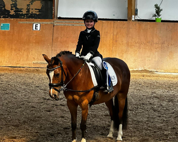 dressage horse HSH Zimtschnecke (KWPN (Royal Dutch Sporthorse), 2010, from Hogeland's Nandor)
