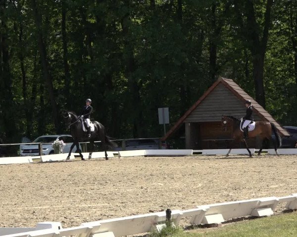 Reitturnier Mettingen 2023