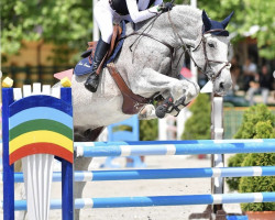 jumper Houtou Hof Ter Zeedycke (Belgian Warmblood, 2007, from Blue Boy van Berkenbroeck)